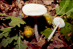 3 MOSCHETTIERI